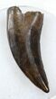 Beautiful Nanotyrannus Tooth - Montana #31057-1